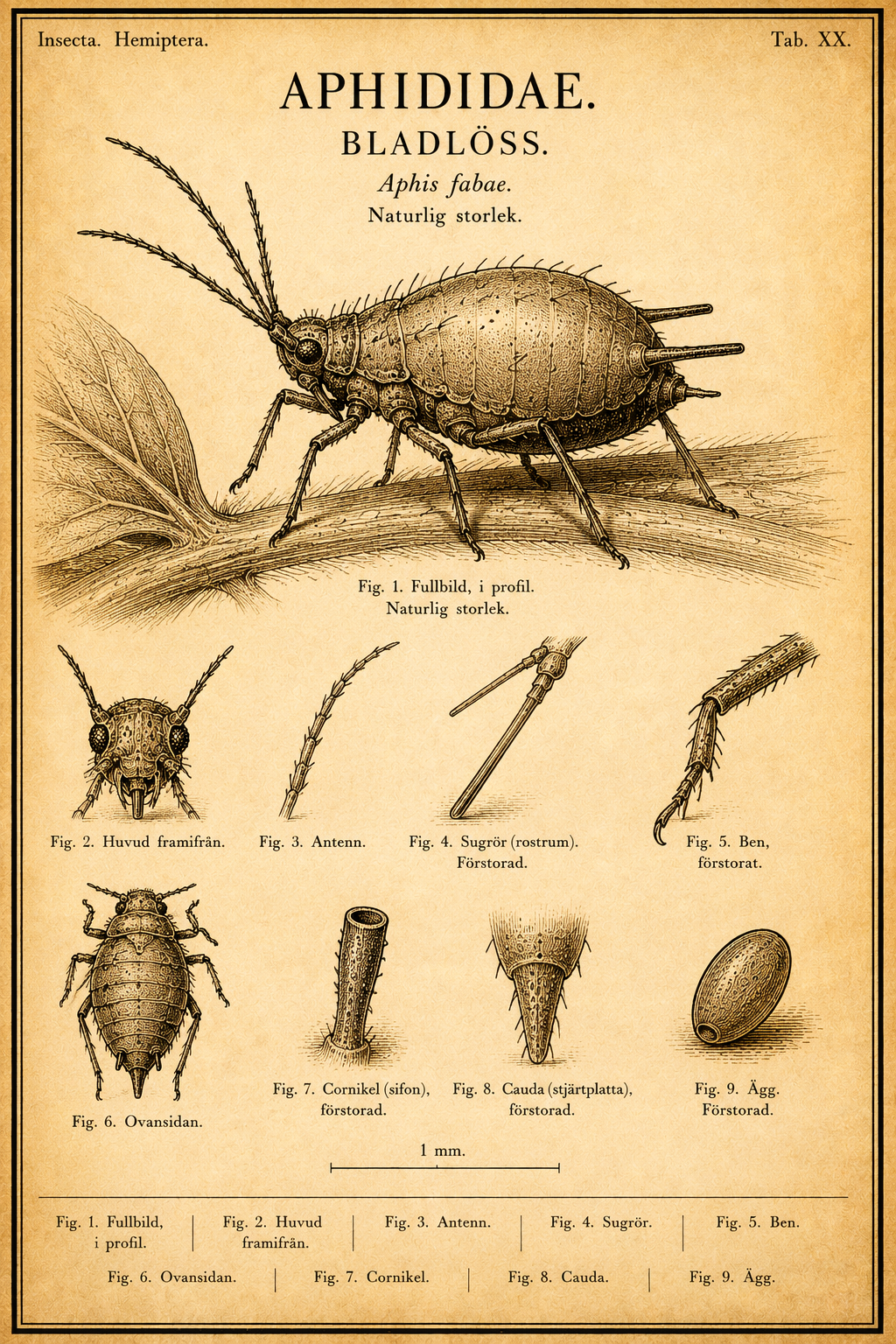 Vintage fältguide-plansch i sepia gravyrstil av en bladlus (Aphis fabae) sedd i profil på en växtstjälk, med förstorade detaljer av antenn, sugrör, cornikler, cauda och ägg samt måttskala.