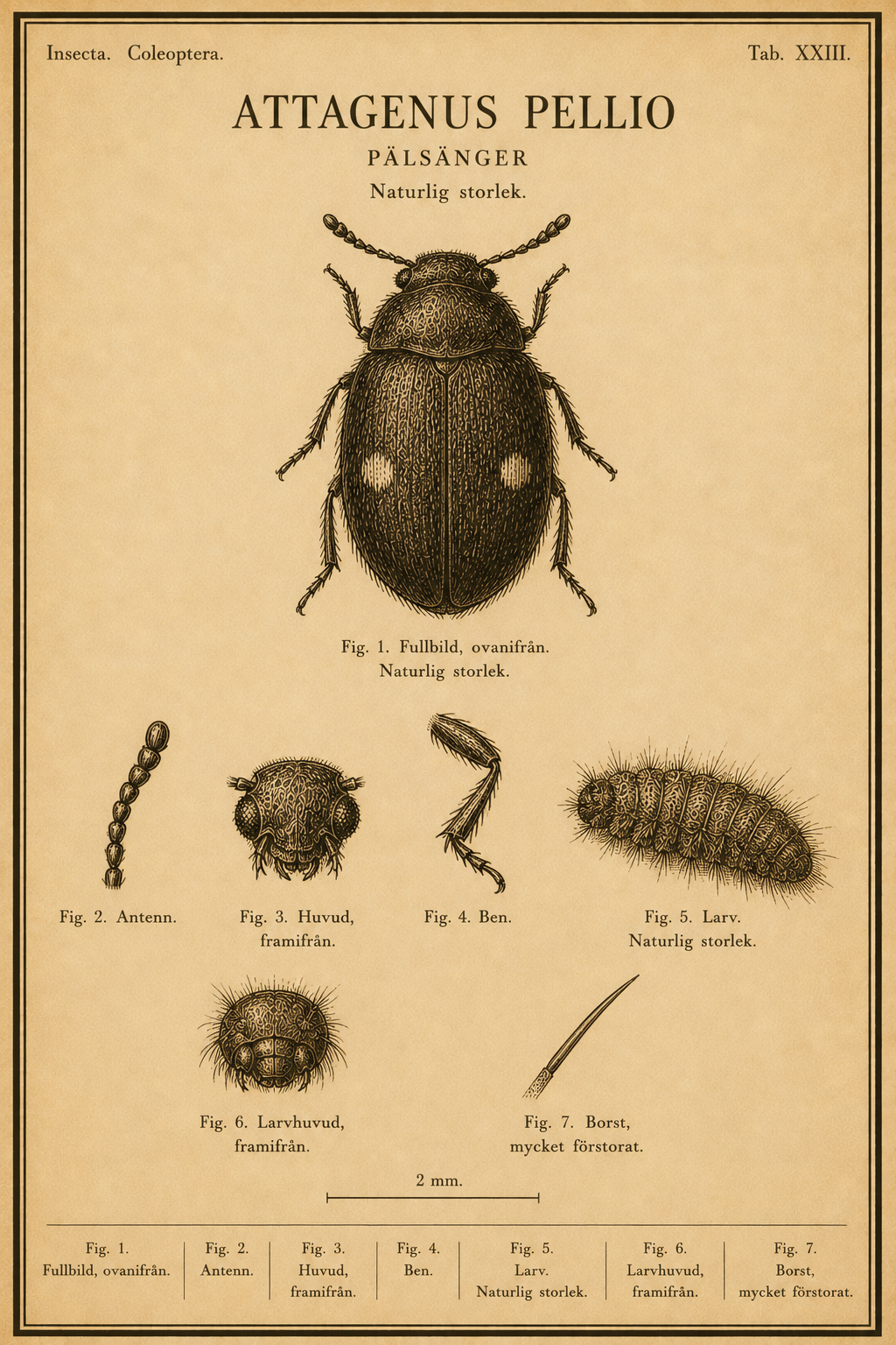 Vintage fältguide-plansch i sepia gravyrstil av en pälsänger (Attagenus pellio) sedd ovanifrån, med förstorade detaljer av antenn, huvud, ben, larv, larvhuvud och borst samt måttskala.
