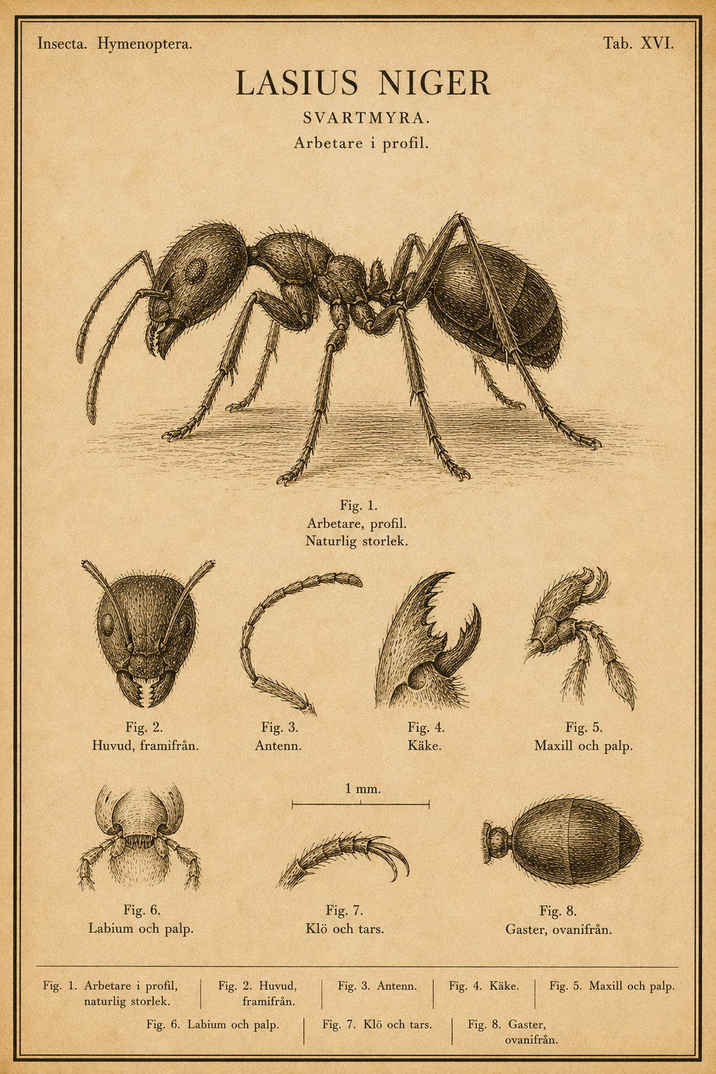 Vintage fältguide-plansch i sepia gravyrstil av en svartmyra (Lasius niger), arbetare i profil, med förstorade detaljer av huvud, antenn, käke, gaster och tarsklor samt måttskala.